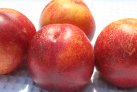 Nectarine White ***